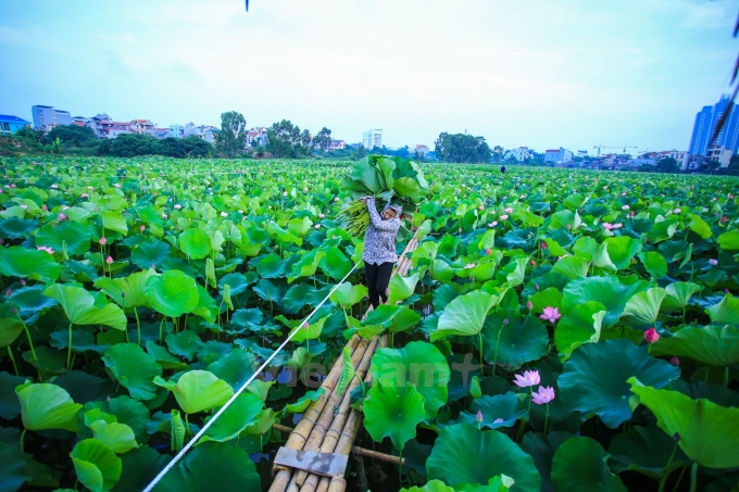 Ảnh minh họa.