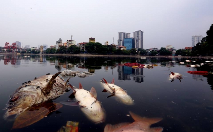 C&aacute; chết bất thường tại hồ Ho&agrave;ng Cầu.