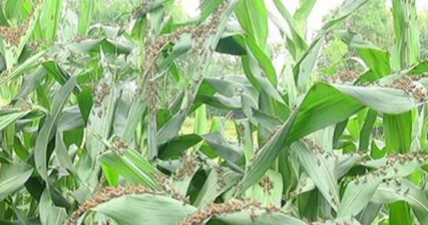 Dịch châu chấu tấn công huyện Thạch An, Cao Bằng