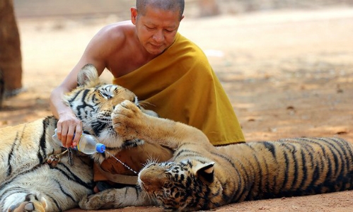 Một nh&agrave; sư chăm s&oacute;c hổ tại ng&ocirc;i đền ở tỉnh Kanchanaburi. Đền sau đ&oacute;&nbsp;bị cơ quan chức năng lục so&aacute;t. (Ảnh: AP)