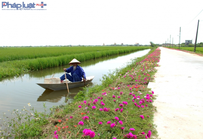 Ở Hải Hậu, con đường hoa d&agrave;i nhất l&agrave; ở x&atilde; Hải Quang k&eacute;o d&agrave;i đến gần 700 m&eacute;t.