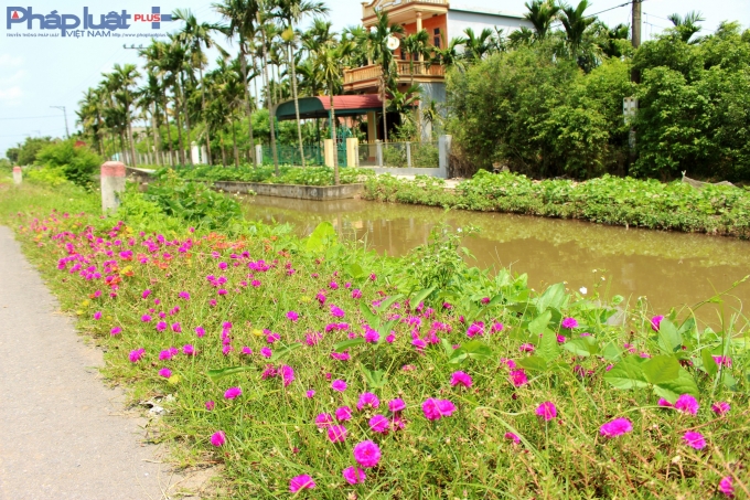Rất nhiều x&atilde; thuộc huyện Hải Hậu tr&ocirc;ng hoa ven c&aacute;c con đường.