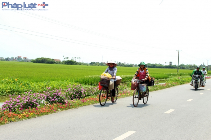 Con đường hoa đầy l&atilde;ng mạn ở l&agrave;ng qu&ecirc; Nam Định