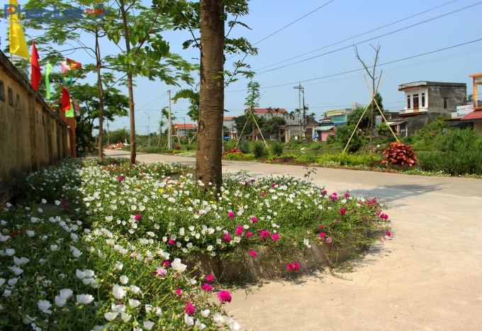 Ở c&aacute;c gốc c&acirc;y.