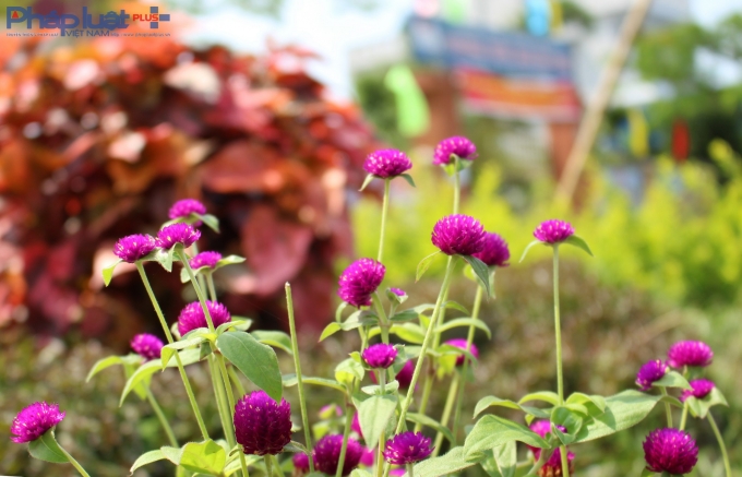 Con đường hoa đầy l&atilde;ng mạn ở l&agrave;ng qu&ecirc; Nam Định