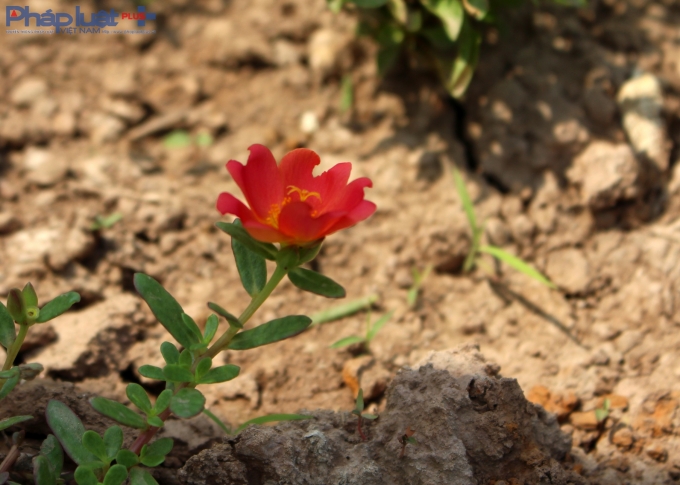 Sắc hoa đầy sức sống ngay tr&ecirc;n đất kh&ocirc; cằn.