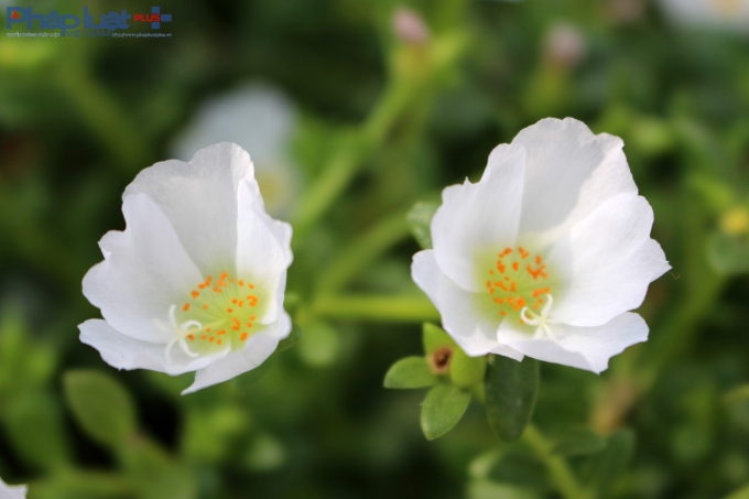 Con đường hoa đầy l&atilde;ng mạn ở l&agrave;ng qu&ecirc; Nam Định