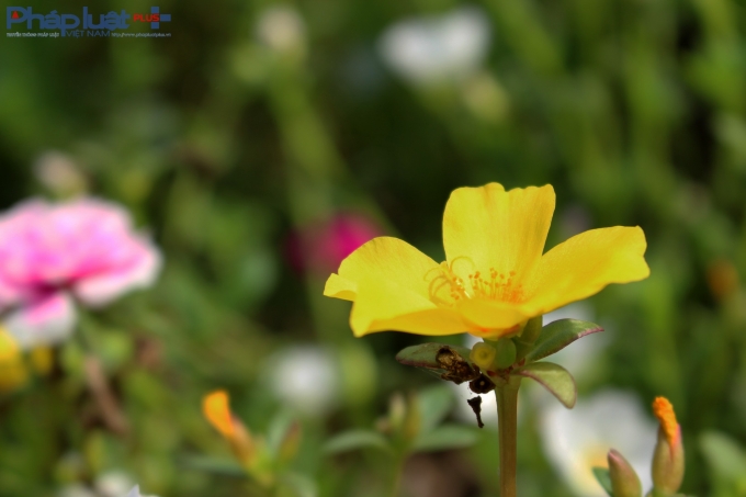 Con đường hoa đầy l&atilde;ng mạn ở l&agrave;ng qu&ecirc; Nam Định