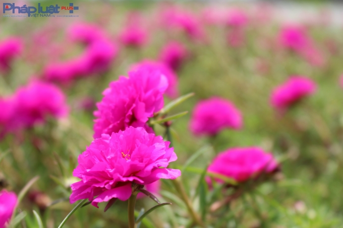 C&aacute;c loại hoa mười giờ ta c&aacute;nh k&eacute;p (m&agrave;u hồng đỏ, hồng v&agrave; m&agrave;u trắng), hoa t&aacute;m giờ c&aacute;nh đơn với c&aacute;c m&agrave;u v&agrave;ng, trắng, cam... vừa để l&agrave;m đẹp miền qu&ecirc; Hải Hậu, vừa giảm thiểu sự ph&aacute;t triển của cỏ dại.