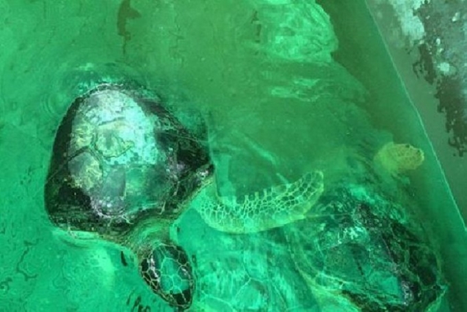 C&aacute; thể r&ugrave;a biển qu&iacute; hiếm đ&atilde; được cơ quan chức năng giải cứu.