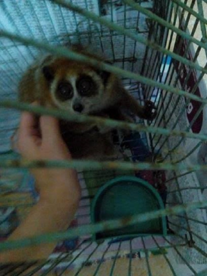 C&aacute; thể cu li đ&atilde; được cơ quan chức năng giải cứu.