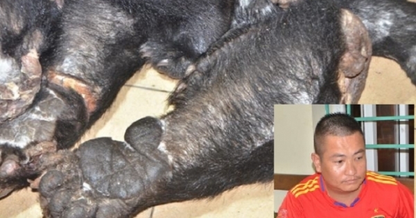 Quảng Ninh: Bắt giữ đối tượng vận chuyển lô hàng cấm nghi chân, tay gấu