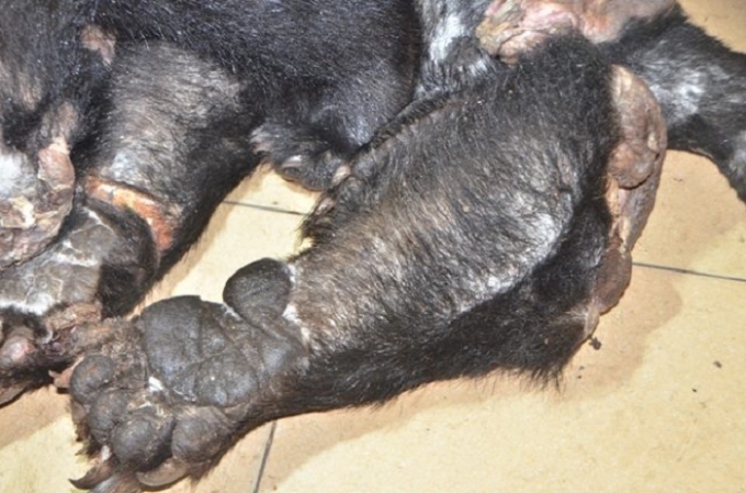 Tang vật thu giữ tại cơ quan chức năng.