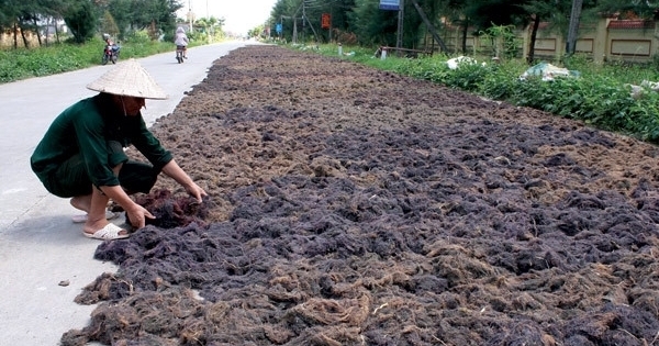 Thu "lộc trời cho" từ biển kiếm hàng chục triệu