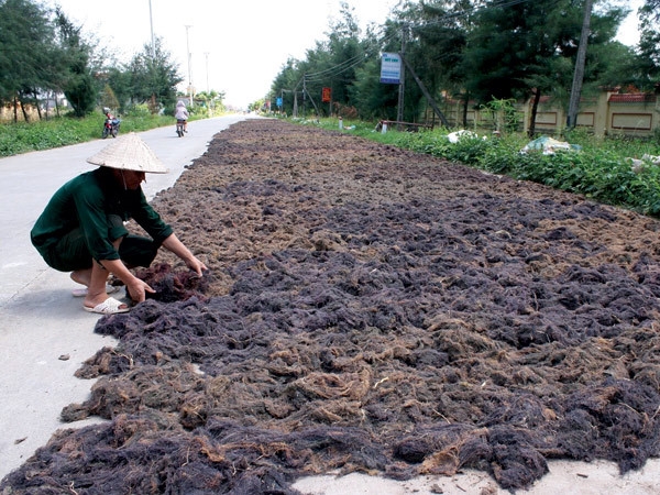 Rau c&acirc;u đem lại nguồn thu ổn định cho người d&acirc;n ven biển huyện Kim Sơn.