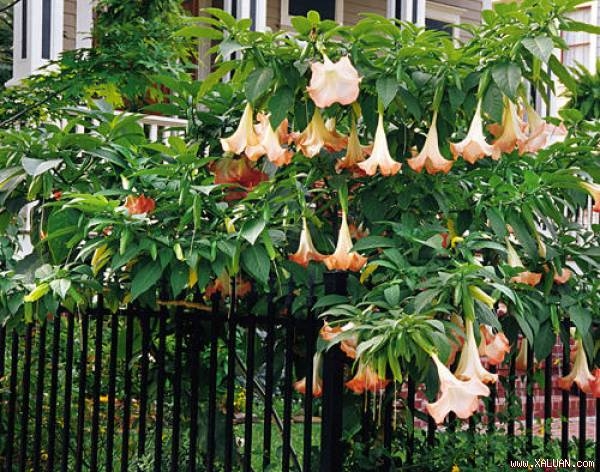 C&acirc;y hoa chu&ocirc;ng c&ograve;n c&oacute; t&ecirc;n gọi kh&aacute;c l&agrave; hoa loa k&egrave;n v&agrave; c&aacute;c bộ phận của c&acirc;y hoa chu&ocirc;ng đều chứa độc tố cực mạnh.