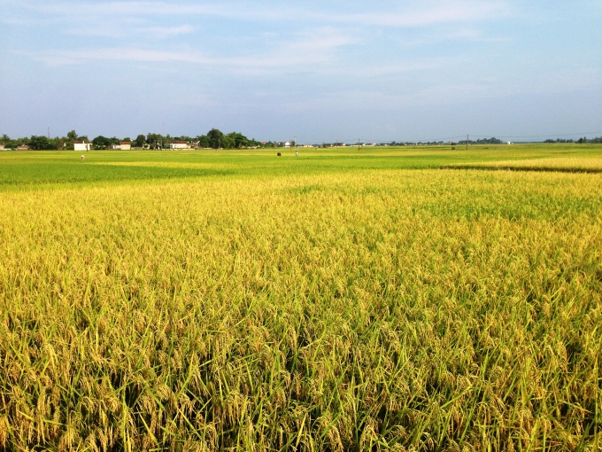 Qua rồi cảnh đ&oacute;i ngh&egrave;o, &Iacute;ch Hậu nay bạt ng&agrave;n những c&aacute;nh đồng tr&ugrave; ph&uacute;, l&uacute;a ch&iacute;n v&agrave;ng rực.