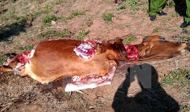 Con b&ograve; của hộ &ocirc;ng L&ecirc; M&ocirc; Y Ky ở bu&ocirc;n Quang D&ugrave;, x&atilde; Đức B&igrave;nh T&acirc;y, huyện S&ocirc;ng Hinh bị kẻ trộm chặt lấy 4 đ&ugrave;i (Ảnh: Thế Lập/TTXVN).