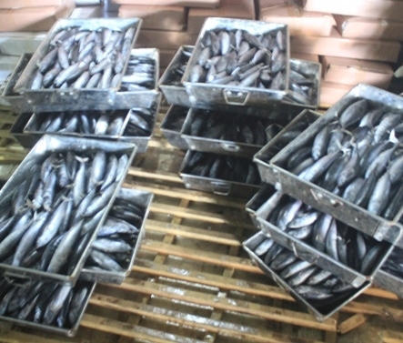 Phenol v&agrave; C&aacute; nục bị nhiễm độc.