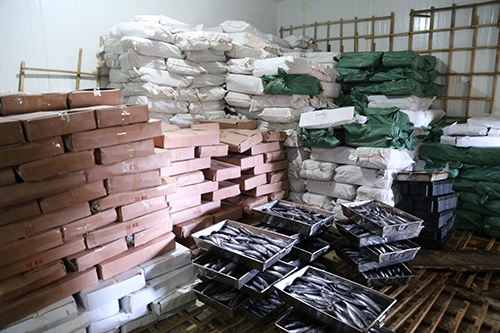 Số lượng c&aacute; nục bị nhiễm chất độc phenol mới ph&aacute;t hiện&nbsp;tại Quảng Trị. (Ảnh: VNExpress)