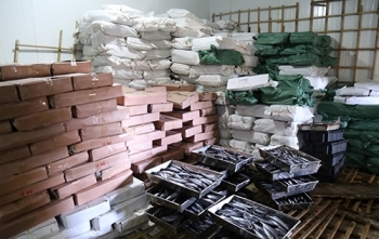 Cách nhận biết nhanh cá nục nhiễm chất cực độc phenol