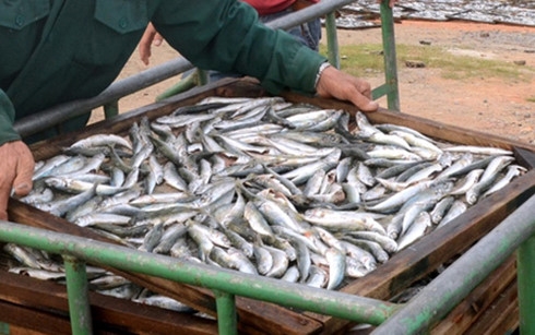 Bộ Y tế cho rằng, Quảng Trị đ&atilde; qu&aacute; vội v&agrave;ng trong việc c&ocirc;ng bố số c&aacute; nục nhiễm chất độc &nbsp;phenol. (Ảnh: VOV)