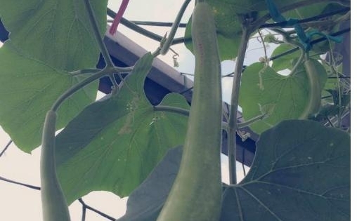 Bà mẹ 8x hài hước kể chuyện trồng rau sạch như 