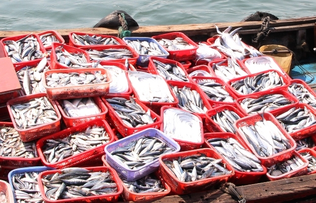 Phải ăn 1,5 tấn c&aacute; mỗi ng&agrave;y mới ảnh hưởng. (Ảnh: D&acirc;n tr&iacute;)