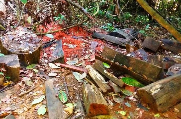 Nhiều gỗ qu&yacute; thuộc rừng v&ugrave;ng l&otilde;i Khu bảo Tồn thi&ecirc;n nhi&ecirc;n P&ugrave; Lu&ocirc;ng tại bản Kịt (x&atilde; Lũng Cao, huyện B&aacute; Thước) bị t&agrave;n ph&aacute; kh&ocirc;ng thương tiếc. (Ảnh: Nguyệt Sinh).