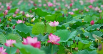 Thưởng thức nét đẹp bình dị của sen Hà thành