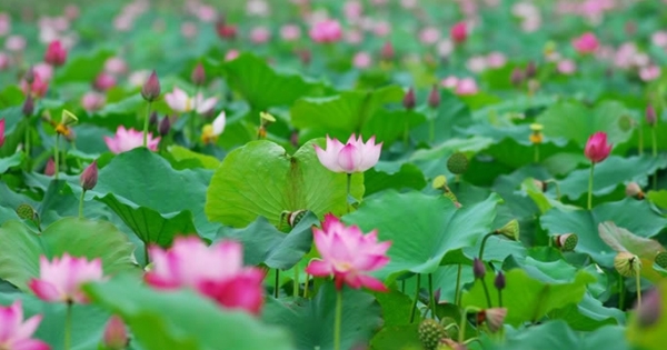 Thưởng thức nét đẹp bình dị của sen Hà thành