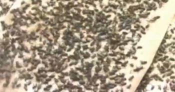 Đồng Tháp: Người dân mất ăn, mất ngủ vì ruồi