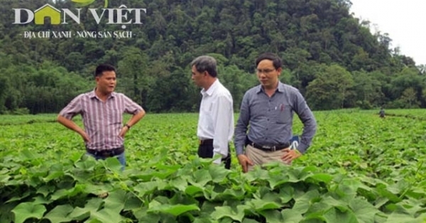 Sẽ có 900.000ha trồng rau an toàn