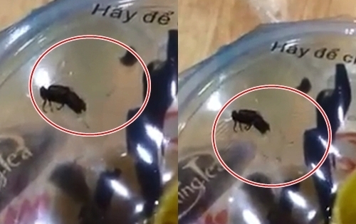 Trà sữa Feeling Tea có ruồi và giòi