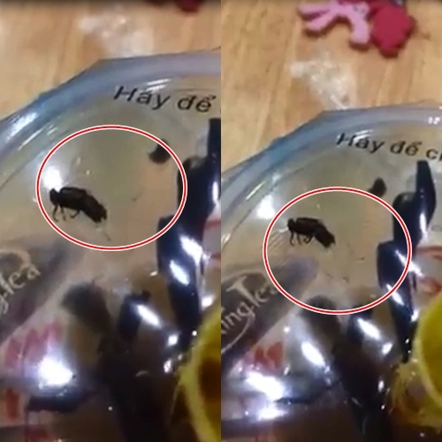 H&igrave;nh ảnh con ruồi v&agrave; kh&aacute; nhiều gi&ograve;i b&ograve; l&uacute;c nh&uacute;c ở ngay dưới miệng cốc tr&agrave; sữa.