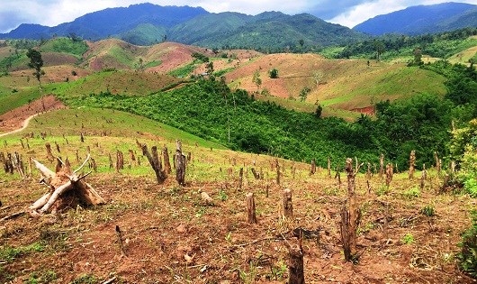 Bị bức tử, tỷ lệ che phủ rừng Mường Nh&eacute; hiện chỉ c&ograve;n 45%.