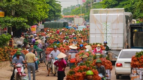 Thế nhưng, lượng phương tiện vận chuyển vải đi c&aacute;c tỉnh đ&atilde; vượt qu&aacute; khả năng của quốc lộ 31.