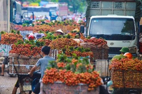 T&igrave;nh trạng &ugrave;n tắc k&eacute;o d&agrave;i diễn ra tại nhiều điểm tập trung thu mua của huyện Lục Ngạn như thị trấn Chũ, ng&atilde; ba K&eacute;p...&nbsp;