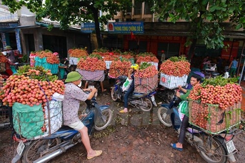 Nguy&ecirc;n nh&acirc;n &ugrave;n ứ do nhiều đại l&yacute; tổ chức thu mua vải tập thể, c&aacute;c xe chở vải li&ecirc;n tục v&agrave;o ra dẫn đến &aacute;ch tắc v&agrave;o chiều ng&agrave;y 20/6.