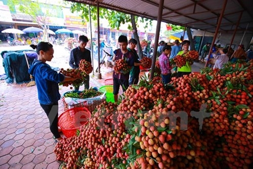 Gi&aacute; vải ở Lục Ngạn năm nay dao động khoảng 15 &ndash; 20 ng&agrave;n đồng/kg.&nbsp;