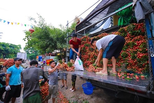 Xe tải, container từ khắp c&aacute;c tỉnh đổ về đ&acirc;y thu mua vải, trong đ&oacute; đa phần từ c&aacute;c tỉnh miền trong như B&igrave;nh Định, Ph&uacute; Y&ecirc;n, Quảng Nam... Một lượng lớn vải được xuất đi Trung Quốc.