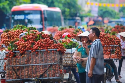 Thương nh&acirc;n Trung Quốc đến m&ugrave;a vải đ&atilde; trực tiếp c&oacute; mặt ở đ&acirc;y để thu mua.&nbsp;