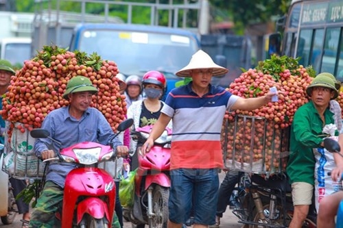 C&oacute; trường hợp, lợi dụng t&igrave;nh trạng &ugrave;n tắc, nhiều thương nh&acirc;n đ&atilde; &eacute;p gi&aacute; vải xuống mức thấp nhất. Thậm ch&iacute; c&oacute; ng&agrave;y chỉ c&ograve;n 7-8.000 đồng/kg.&nbsp;