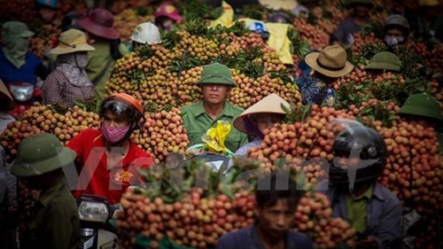 C&ocirc; Nguyễn Thị T&igrave;nh, một n&ocirc;ng d&acirc;n trồng vải cho biết, thương l&aacute;i c&oacute; nhiều &lsquo;chi&ecirc;u tr&ograve;&rsquo; để &eacute;p gi&aacute; vải xuống, một trong số đ&oacute; ch&iacute;nh l&agrave; điều những xe trọng tải lớn để g&acirc;y tắc đường, &eacute;p gi&aacute; thu mua.