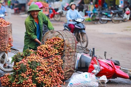 Một xe m&aacute;y chở mỗi lần gần 2 tạ vải thế n&ecirc;n t&igrave;nh trạng đổ, dập n&aacute;t vải xảy ra thường xuy&ecirc;n.&nbsp;