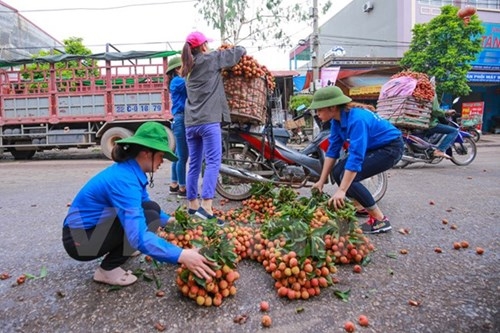 C&aacute;c bạn sinh vi&ecirc;n t&igrave;nh nguyện hỗ trợ sắp xếp lại vải cho người n&ocirc;ng d&acirc;n.&nbsp;