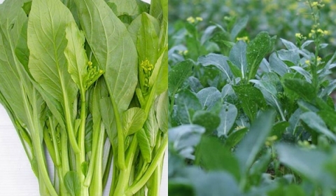 Rau cải l&agrave; một trong những loại rau bị