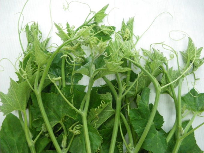 Để rau b&iacute; vươn d&agrave;i bắt mắt, người trồng thường b&oacute;n thật nhiều đạm v&agrave; phun thuốc k&iacute;ch.