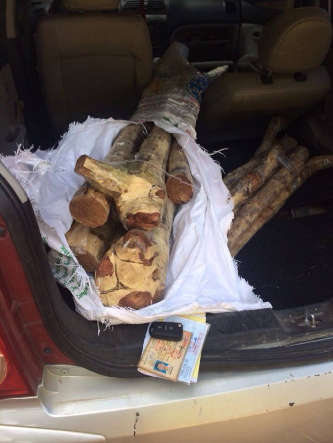 Số gỗ sưa vận chuyển sau xe.