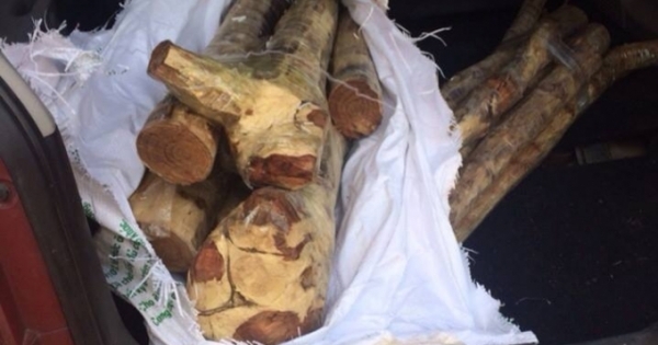 Hà Nội: Vận chuyển gỗ sưa lậu bằng ô tô, hai mẹ con bị bắt giữ